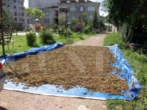 FINDIKLAR ŞEHİR İÇİNDEKİ YERLERİNİ ALMAYA BAŞLADI FINDIKLAR ŞEHİR İÇİNDEKİ YERLERİNİ ALMAYA BAŞLADI