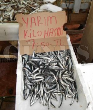 Hamsi El Yak�yor