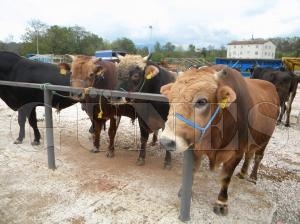 KURBAN ALIRKEN DİKKATLİ OLUN KURBAN ALIRKEN DİKKATLİ OLUN