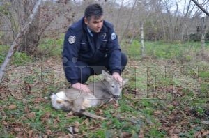 YARALI KARACANIN HAYATINI POLS KURTARDI