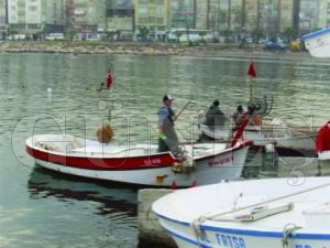 TAZE BALIK KAYIKILARDAN ALINIR