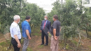 Kaymakam Yaran, meyve bahçesinde incelemelerde bulundu Kaymakam Yaran, meyve bahçesinde incelemelerde bulundu