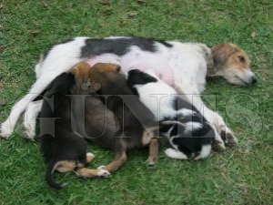 ONLARIN DA CANI VAR
