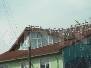 Soğuktan Kuşlar da Etkilendiler Soğuktan Kuşlar da Etkilendiler