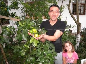 Mandalina bölgemizde yetişmeye başladı Mandalina bölgemizde yetişmeye başladı