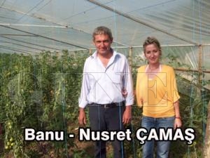 FINDIK AĞAÇLARINI KESEREK ORGANİK TARIMA BAHÇELERİNDE BAŞLADILAR