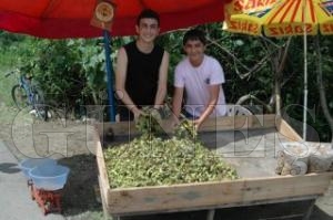 ARESZLK FINDIK RETCSN YOLLARA DRD