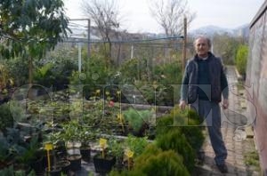 FINDIK NSANLARIN TEK ZM OLMASIN