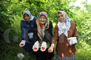 Ordu�nun lezzet hazineleri tescilleniyor