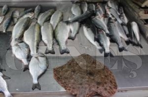 BALIKILAR BU SEZON UMDUUNU BULAMADI