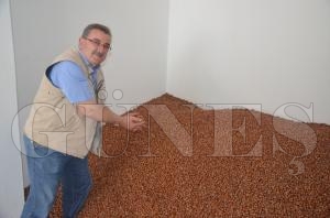 FATSA HAVZASI İLK FINDIĞINI RAHMİ YANGIN ALDI FATSA HAVZASI İLK FINDIĞINI RAHMİ YANGIN ALDI