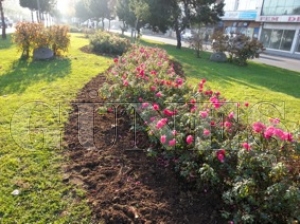 REF�J VE SEMT PARKLARINDA ���EK D�K�M� DEVAM ED�YOR