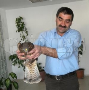 Yaralı Şahin’e Ormancılar sahip çıktı Yaralı Şahin’e Ormancılar sahip çıktı