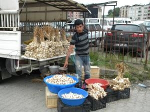Sarmsak Satlarnda Patlama