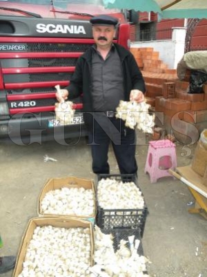 Mucize Sebze Sarımsak Mucize Sebze Sarımsak