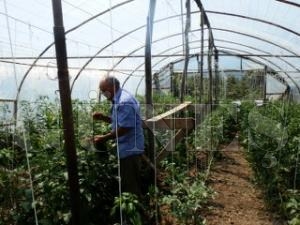 KÖYLERİMİZDE SERACILIK GELİŞİYOR KÖYLERİMİZDE SERACILIK GELİŞİYOR