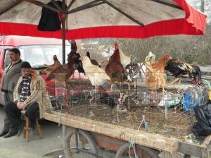 Ky Tavuu Para Etmiyor