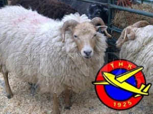 TÜRK HAVA KURUMU 851 ADET DERİ TOPLADI TÜRK HAVA KURUMU 851 ADET DERİ TOPLADI