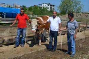 KURBANLIKLAR PAZARDA ALICILARINI BEKLİYOR