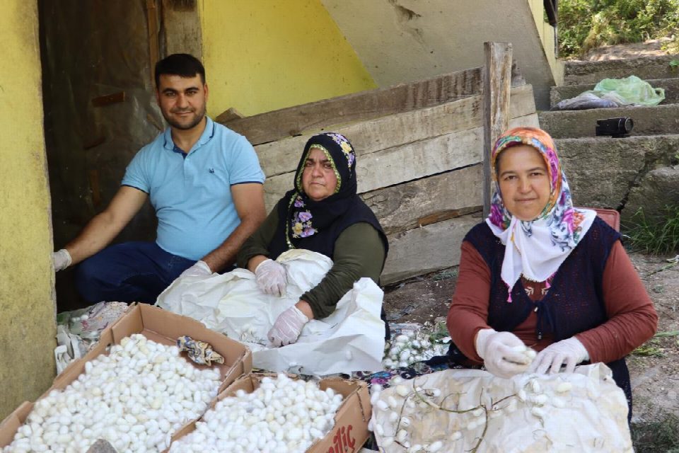 Kilosu 400 TL. 20 metrekare alanda 40 kilo üretiliyor kilosu 400 TL’den satılıyor