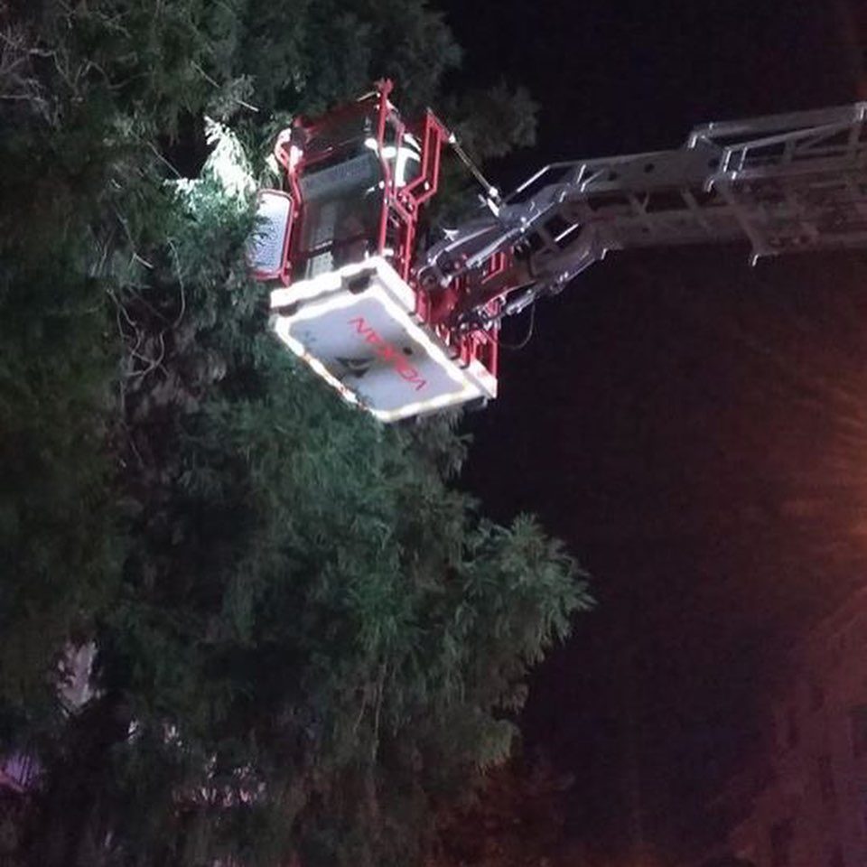 Ağaçta mahsur kalan kediyi Ordu Büyükşehir Belediyesi kurtardı