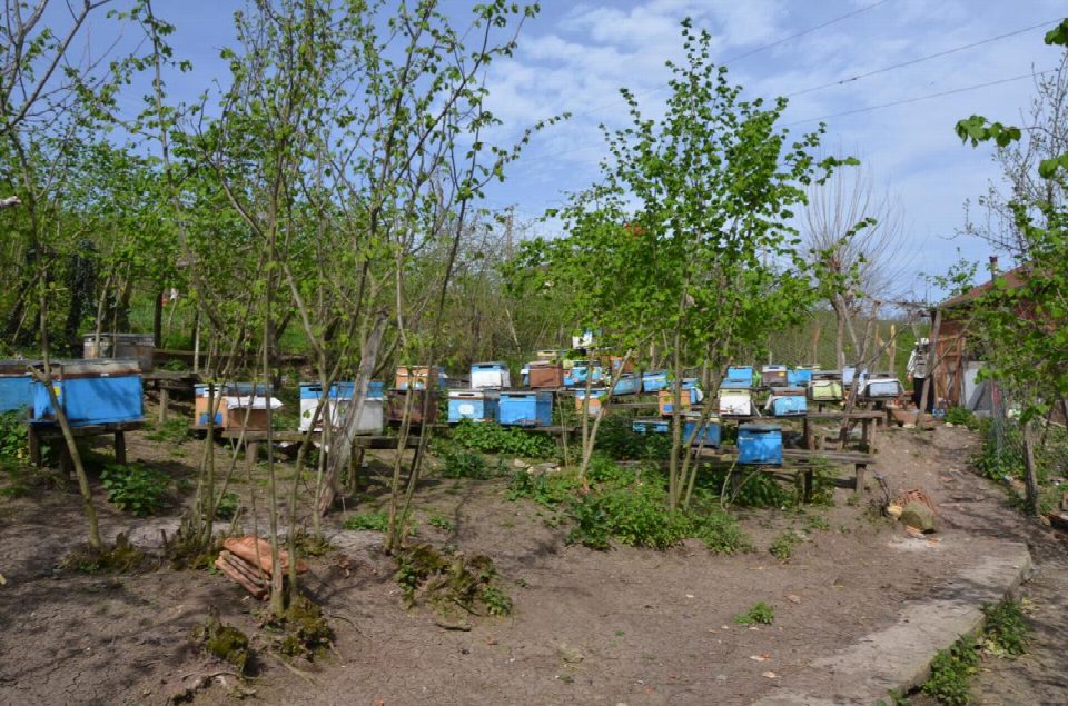 Arıkovanı destekleme müracaatlarında 20 Temmuz son gün