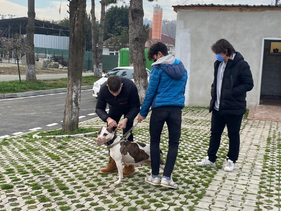 Kısırlaştırmaları ücretsiz yapılacak