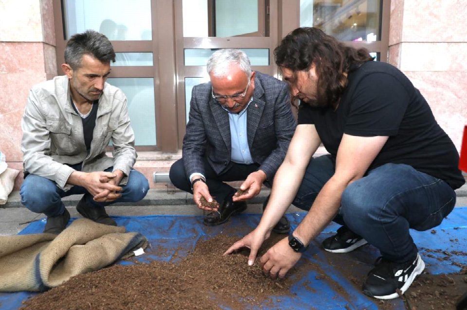 Fındık kapsülü samandan daha verimli çıktı