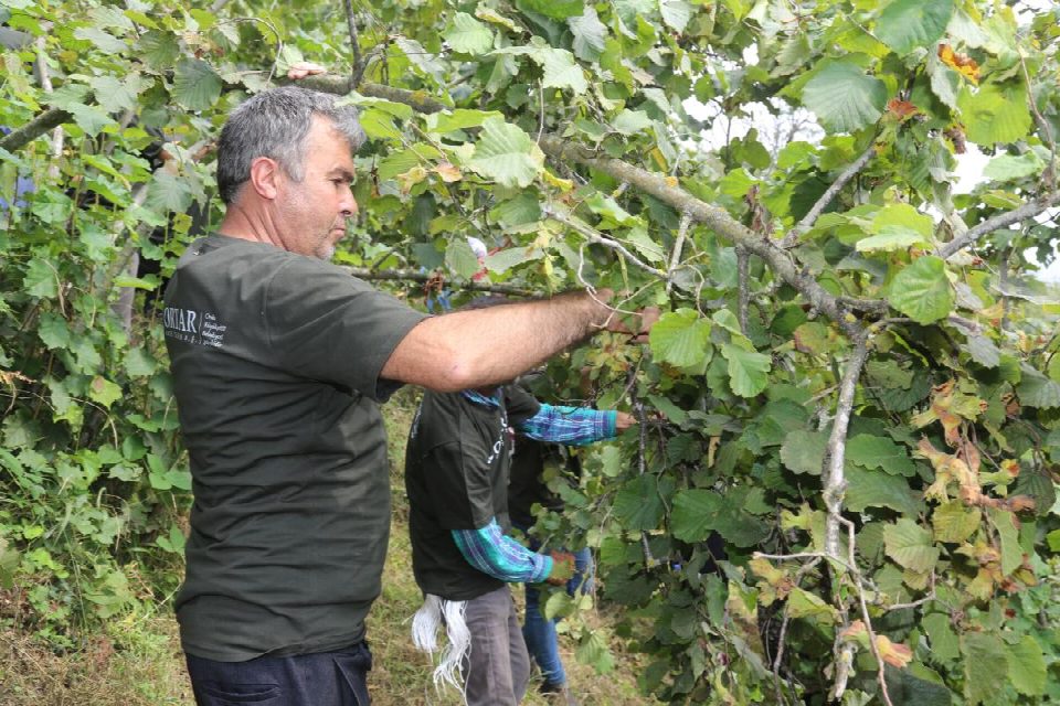 ORTAR, Ordu’nun en büyük fındık üreticisi oldu