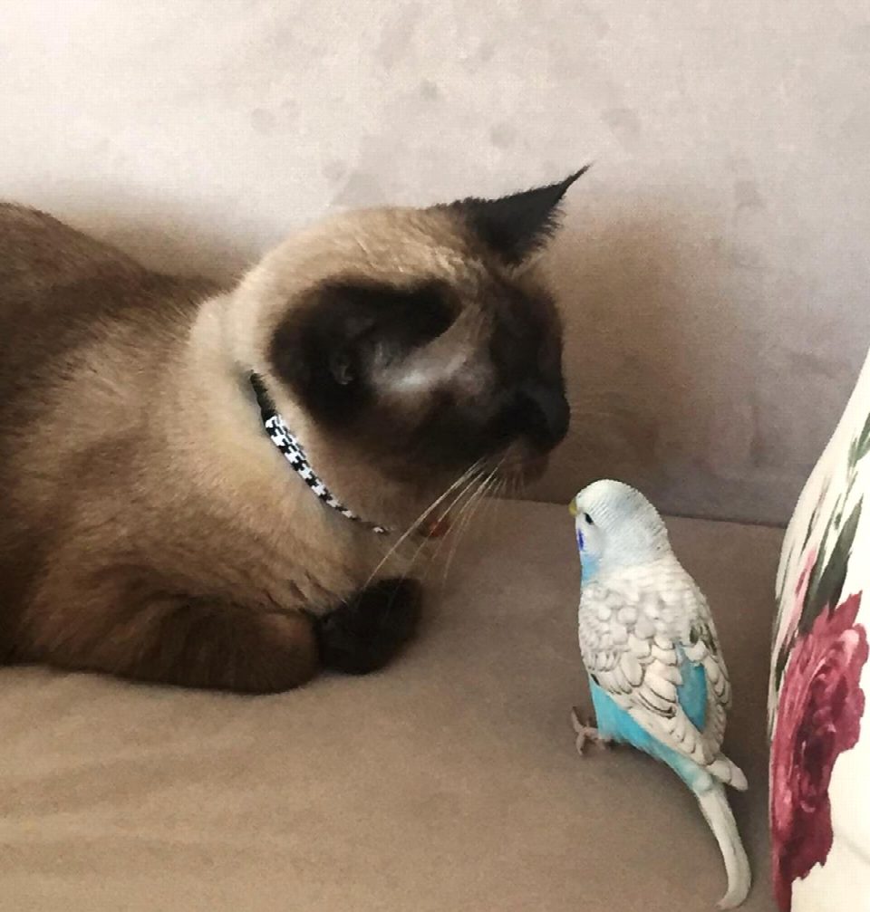 Kedi ile muhabbet kuşunun dostluğu görenleri şaşırtıyor