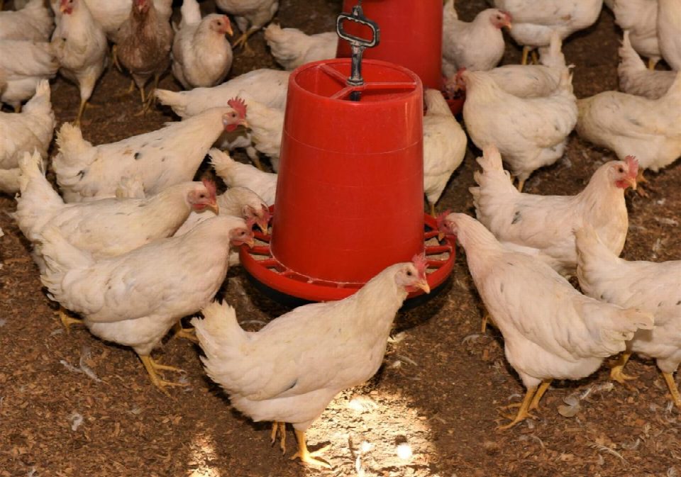 Organik yumurta pazarında Altınordu markası