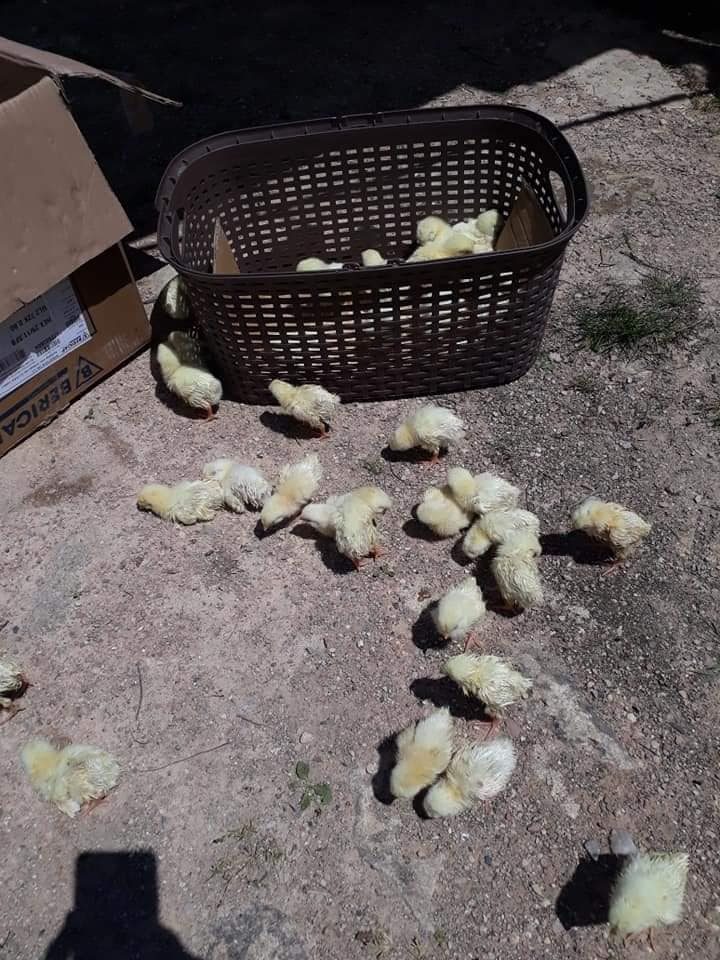 Organik pazar açıldı