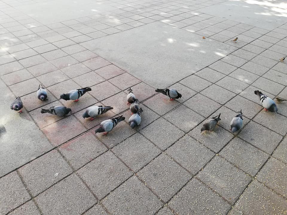 Güvercinleri besliyorlar