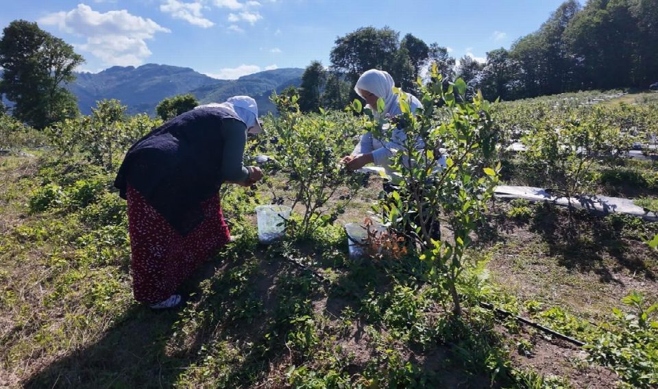 ORDU’NUN TOPRAKLARINDAN BEREKET FIŞKIRIYOR