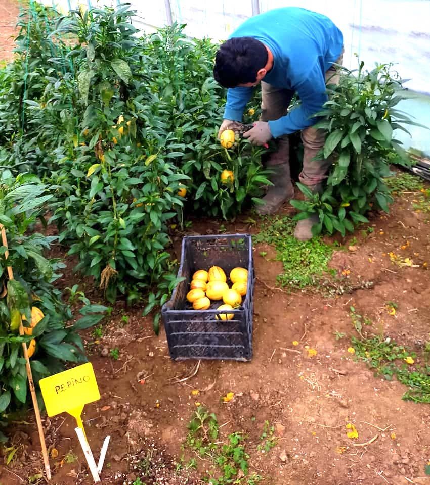 Fatsa Ziraat Odası Pepino meyvesi yetiştirdi