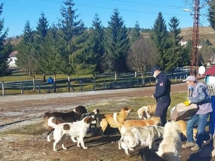 Aybastı Belediyesi yaylada sahipsiz köpekleri süt ve tavuk etiyle besliyor