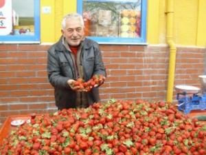 KIRMIZI ÇİLEKLER TEZGAHLARDA