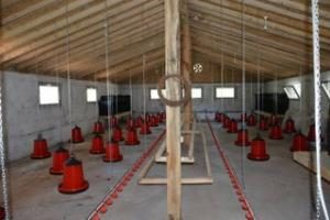 FATSA'DA TAVUK ÇİFTLİĞİ AÇILDI