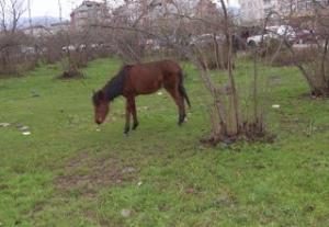ONLARIN DA CANI VAR...!