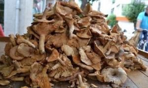 Orman Mantarı Tezgâhlarda Yerini Aldı