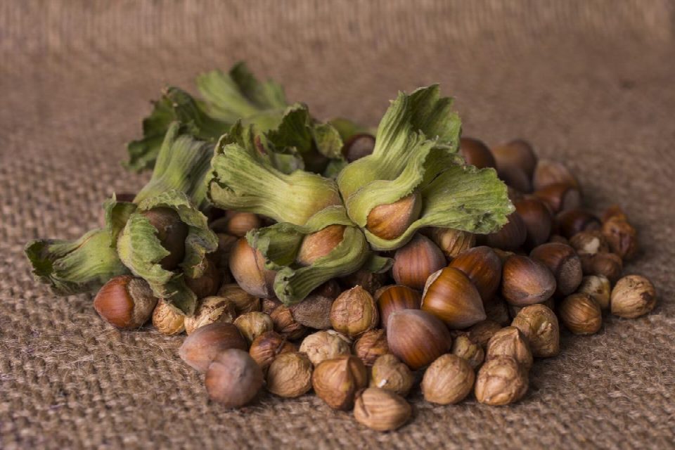 Ferrero, Türk Fındık Sektörü İçin değer yaratmaya devam ediyor