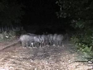 YABAN DOMUZLARI MAHALLEYİ KUŞATTILAR