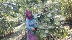 REKOLTE, 400 BİN TONUN ALTINDA OLACAKTIR
