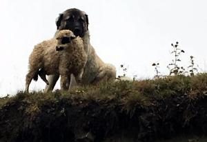 Sakat kuzu ile köpeğin dostluğu