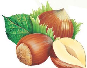FINDIKTA ORTAK ÇÖZÜM ÜRETİLMELİ