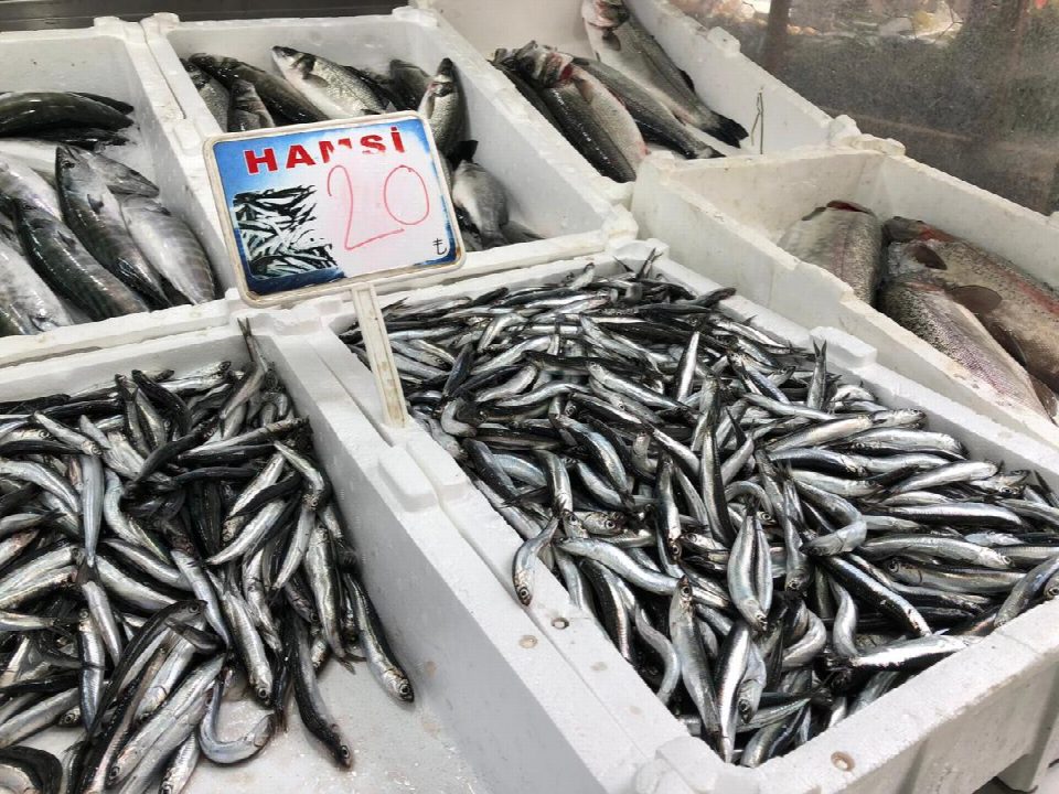 Hamsi kavağa çıktı, Kilosu 20 TL