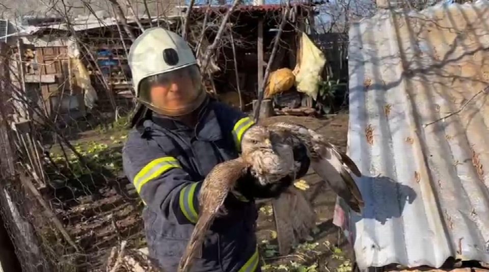 Kümese giren Doğan itfaiye tarafından kurtarıldı