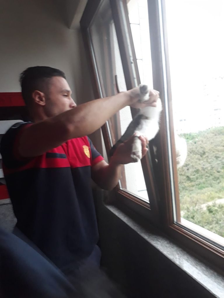 Pencereye sıkışan kediyi Ordu itfaiyesi kurtardı