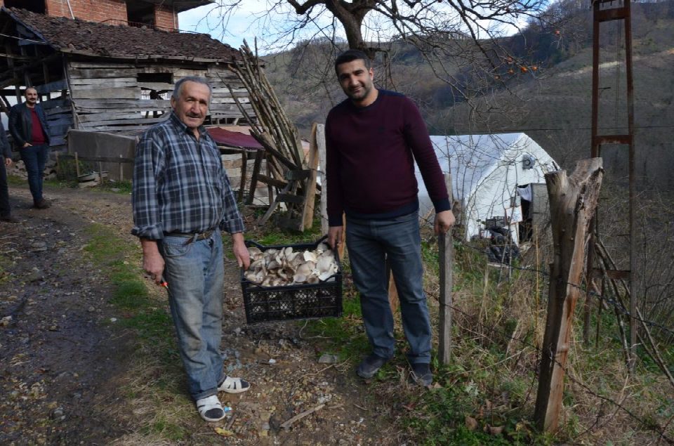 İstiridye mantarı üretimine başladı