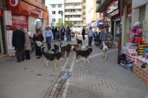 Sokak Köpekleri Korkutuyor